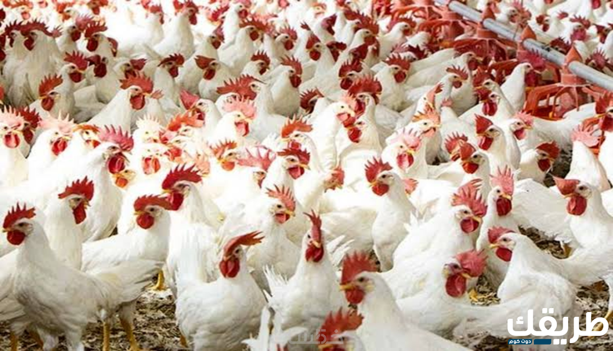 دراسة جدوى مشروع مزرعة تربية الدواجن وأرباح  2 دراسة جدوى مشروع مزرعة تربية الدواجن وأرباح
